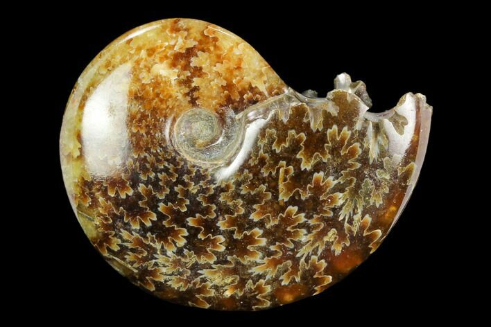 Polished, Agatized Ammonite (Cleoniceras) - Madagascar #117430